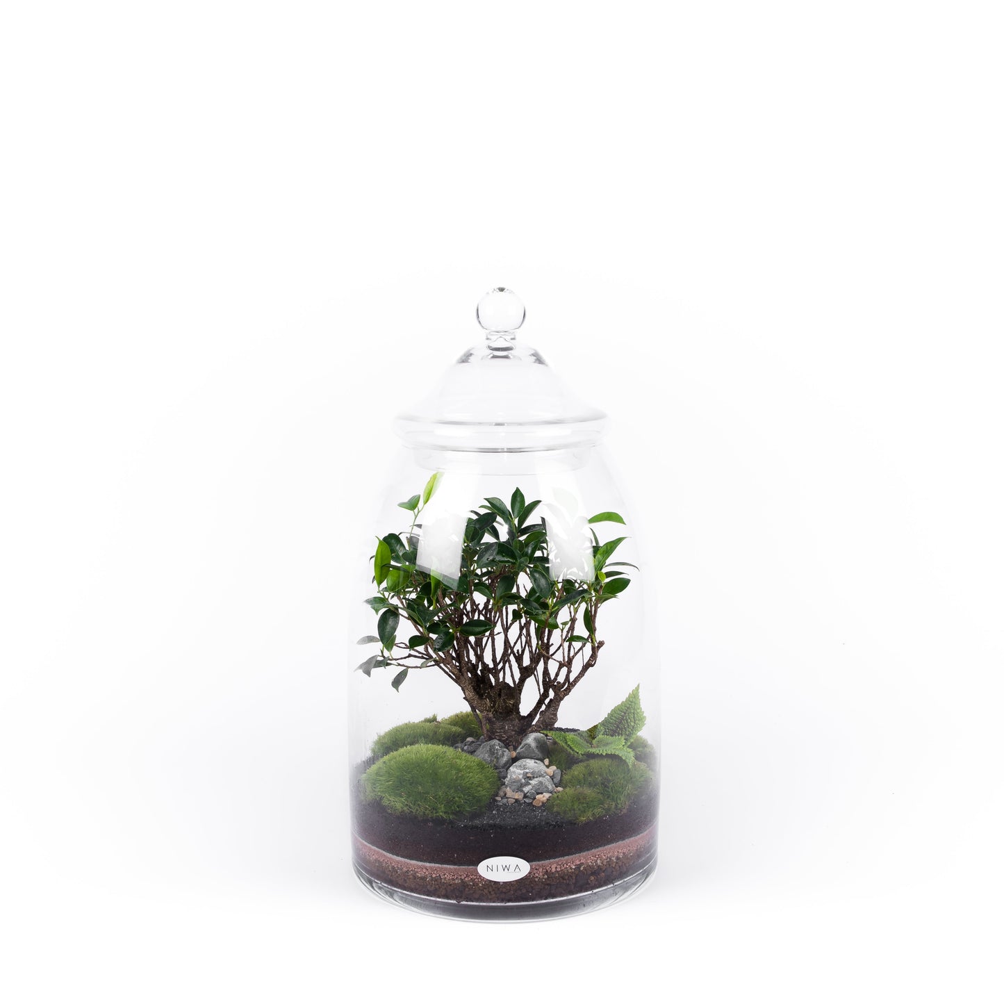 Niwa Design Dream Terrarium - Glass