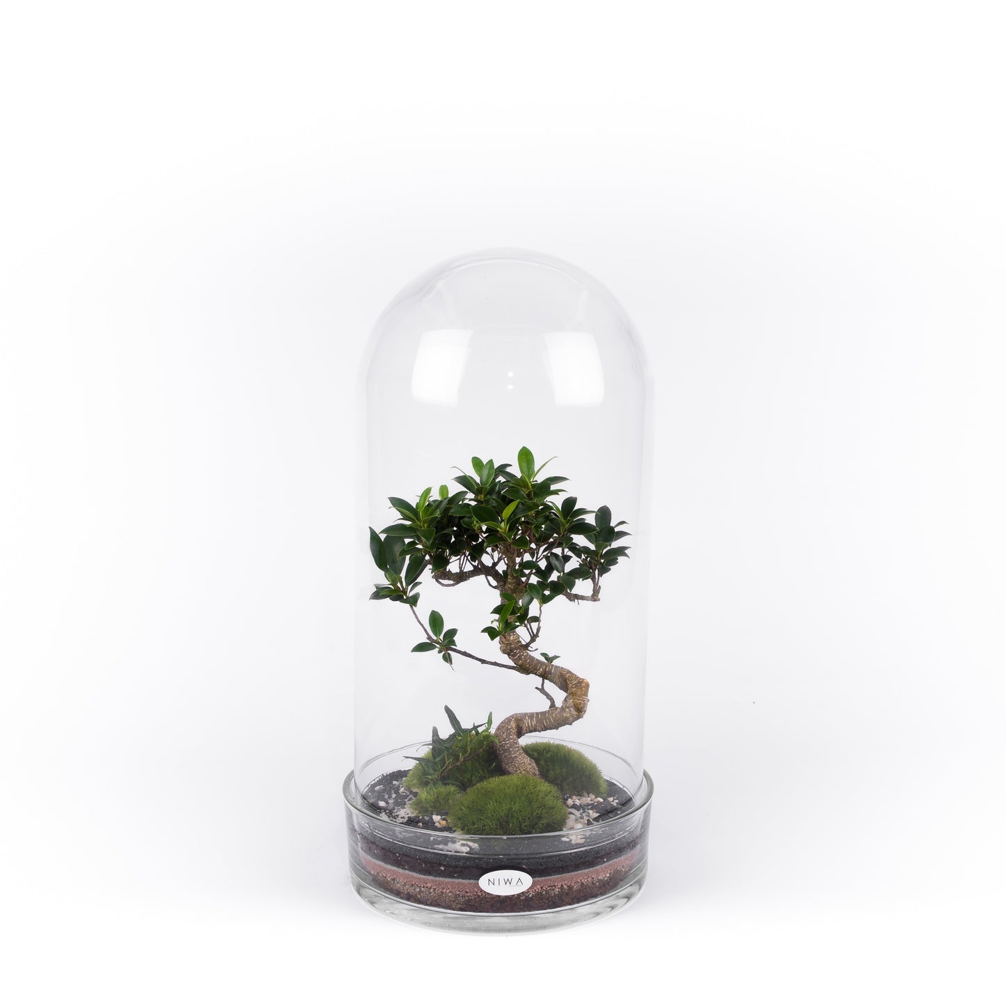 Niwa Design Curiosity Small Terrarium - Glass