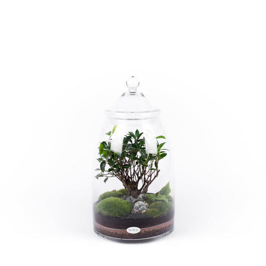 Niwa Design Dream Terrarium