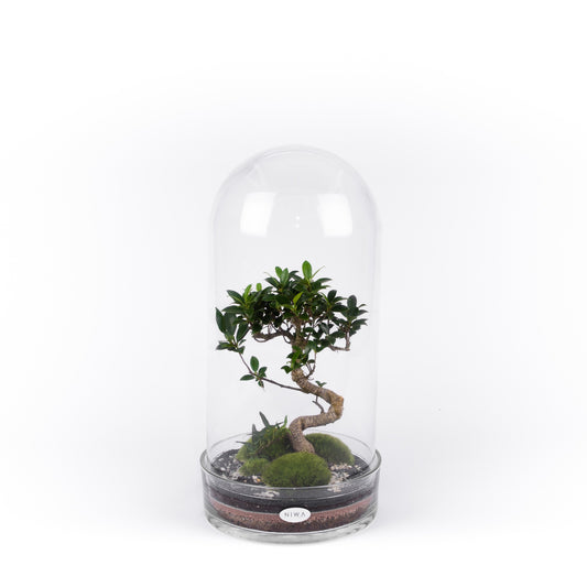 Niwa Design Curiosity Small Terrarium