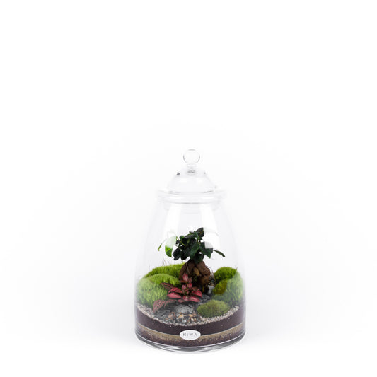 Niwa Design Little Dream Terrarium